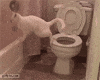 cat fail GIF
