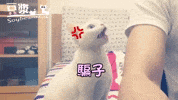 angry cat GIF
