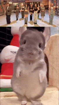 Chinchilla Sue GIF