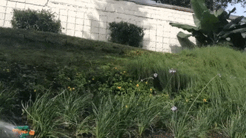 Arco Iris Rainbow GIF by jorgemariozuleta