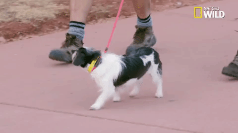 pupparazzi doggie winter wonderland GIF by Nat Geo Wild