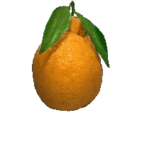 Orange Sticker by suikanosato