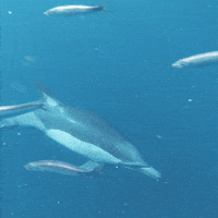 DonaSang ibiza mallorca menorca formentera GIF