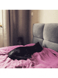 doglovers dog sleep dogloverspl GIF