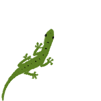 kehaunoeau lizard moo olelo hawaii ʻōlelo hawaiʻi Sticker