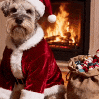 Merry Christmas Schnauzer GIF