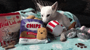 Hungry Shiba Inu GIF by KeepUpWithJazAndYumi