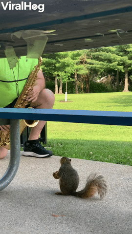 Squirrel Enjoys Listening to the Saxophone at the Park