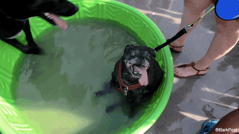 hot dog GIF by The BarkPost 