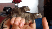 finger lick GIF