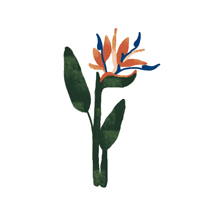 Birds Of Paradise Sticker