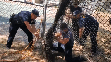 Austin Firefighters Free Deer Caught in Batting Cage Net