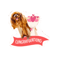 Cavalierkingcharlesspaniel Sticker