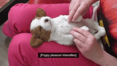 Puppy Happiness GIF