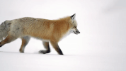 symphony for our world GIF by Nat Geo Wild 