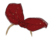 tapealoeil tapealoeil taodream Sticker