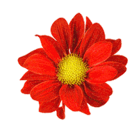 Flower Sticker by Kruidvat