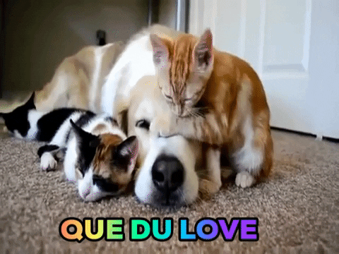 daviddouieb giphygifmaker giphyattribution GIF