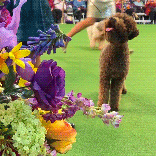 Dog Show GIF by Westminster Kennel Club