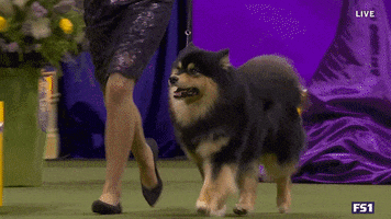 Dogs GIF by Westminster Kennel Club