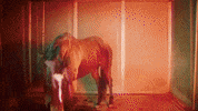 horse hors avey tare farmwave GIF