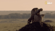 african cats big cat week GIF by Nat Geo Wild 
