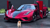 Cute Dog Pomeranian GIF