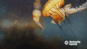 monterey harbor sea GIF by Monterey Bay Aquarium
