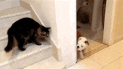 GIF by World’s Funniest