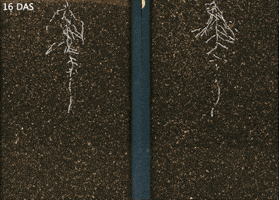 Genetic Engineering Tech GIF