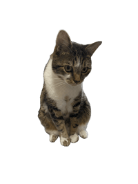 Cat Kitty Sticker