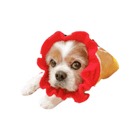 Happy Cavalierkingcharlesspaniel Sticker