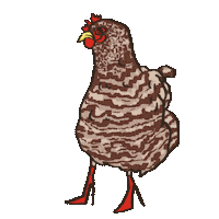 Farm Animal Chicken Sticker
