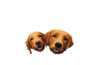 PupperoniTreats happy dog yes excited Sticker