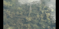 Water Swimming GIF by DIIMSA Stock
