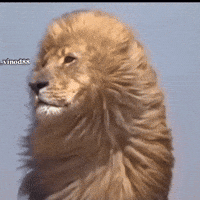 Kl Rahul GIF