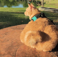 Cute Cat GIF