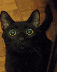 Black Cat Wow GIF