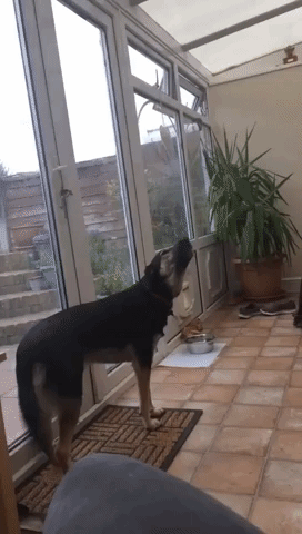 Dog Demonstrates Beautiful Singing Voice
