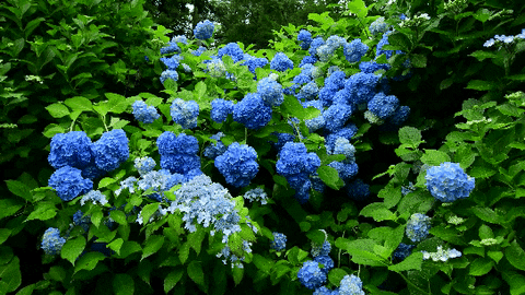 Flowers Wallpaper GIF