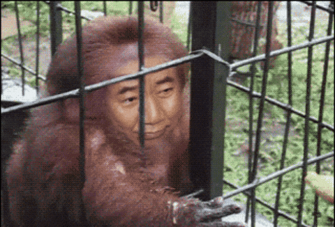 Monkey Banana GIF