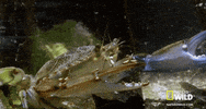 worldâs deadliest GIF by Nat Geo Wild
