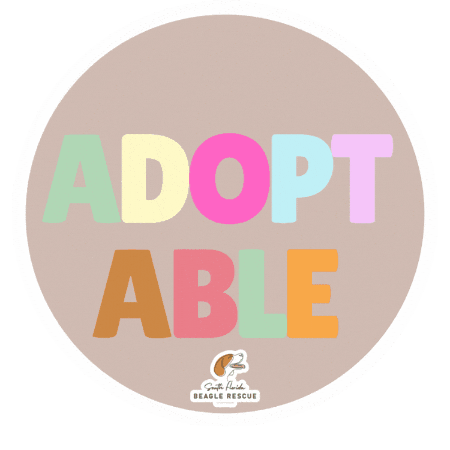 Dogrescue Adopt Sticker by South Florida Beagle Rescue