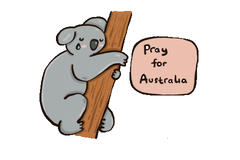Australia Koala Sticker by cypru55