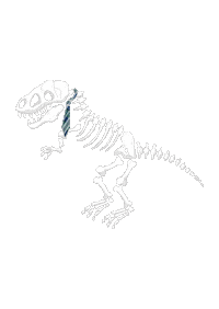 Skeleton Archeology Sticker by MercyhurstU