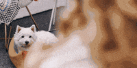 Dog Love GIF by BERNINA International AG