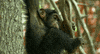 monkey GIF
