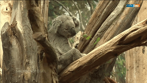 zoo koala GIF by Mitteldeutscher Rundfunk