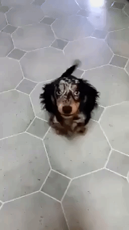 Dachshund Gets Excited For His Morning Coffee