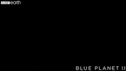 blue planet sea GIF by BBC Earth